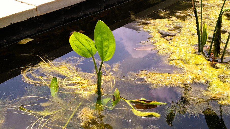 Гидропоника Deep Water Culture