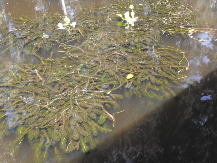 АИР болотный систематика