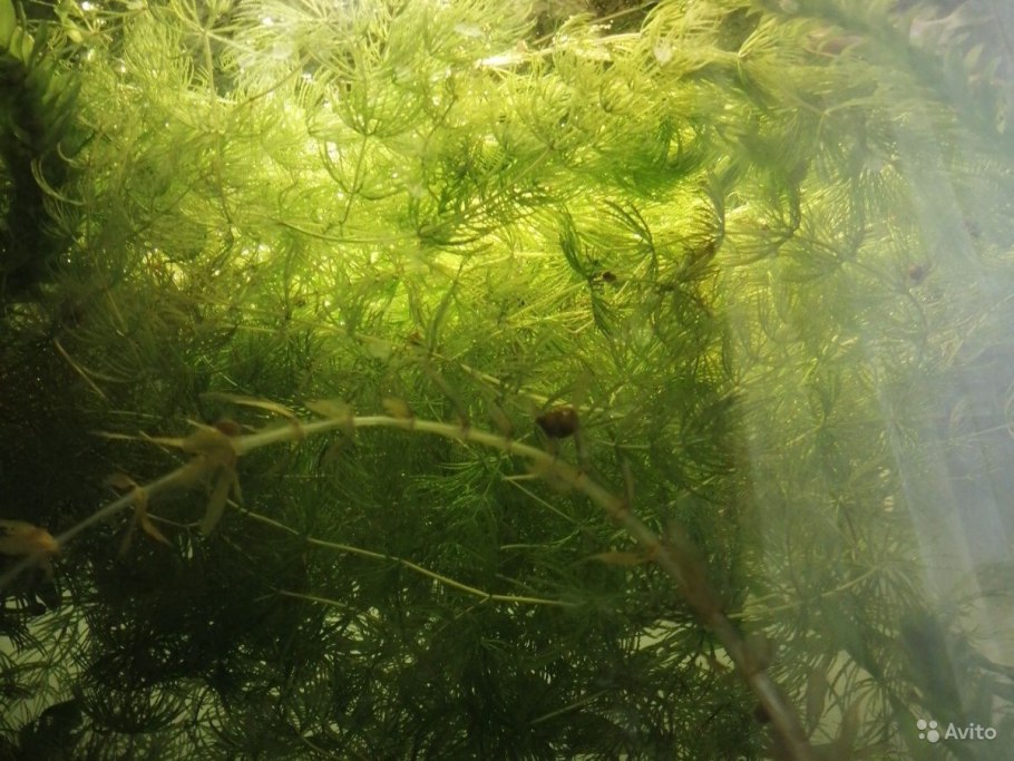 Limnochares Aquatica