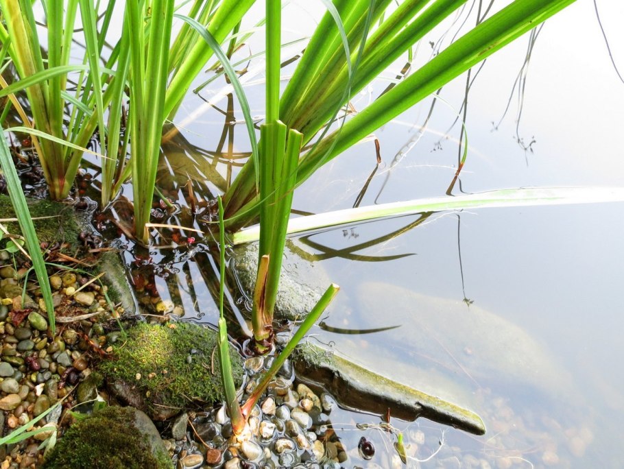 Водные растения в вазе