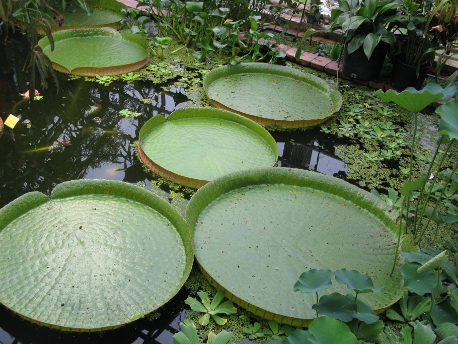 Виктория круциана в ботаническом саду