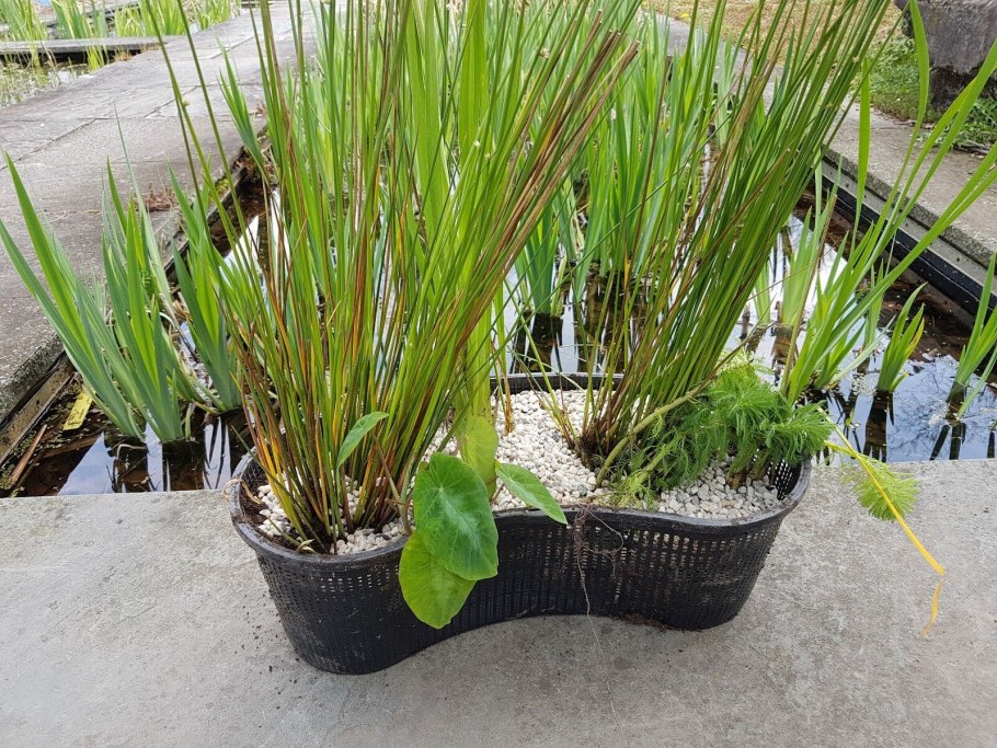 Ловчие листья хитрые кувшинки