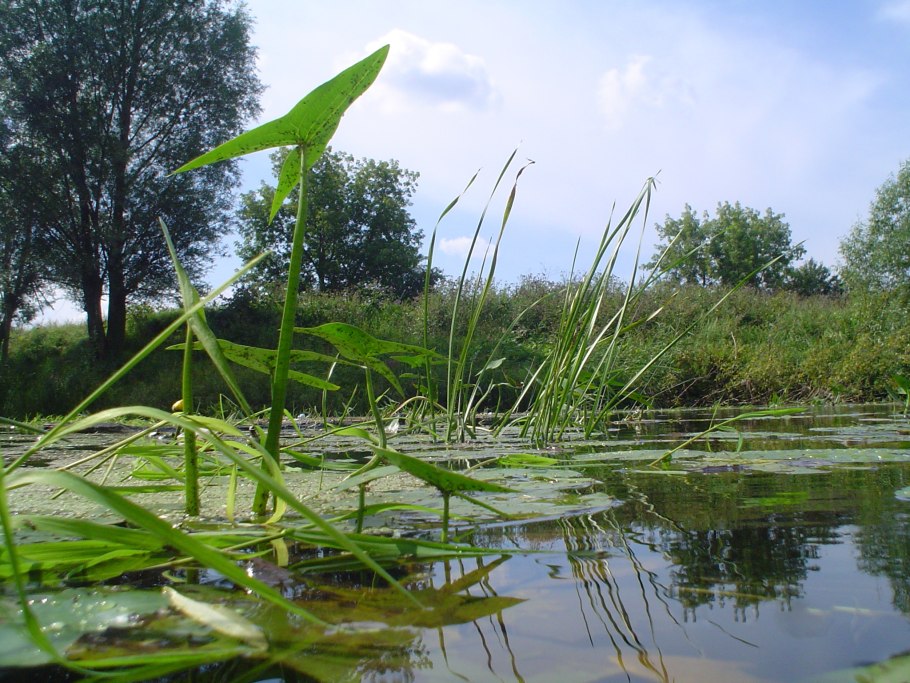Хетаморфа водоросль