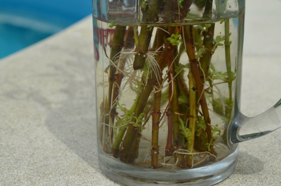 Черенки ива укорененная