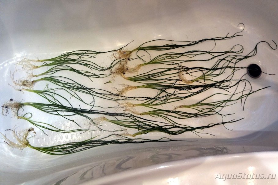 Водные растения картинки на рабочий стол