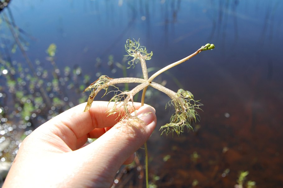 Риччия аквариумное