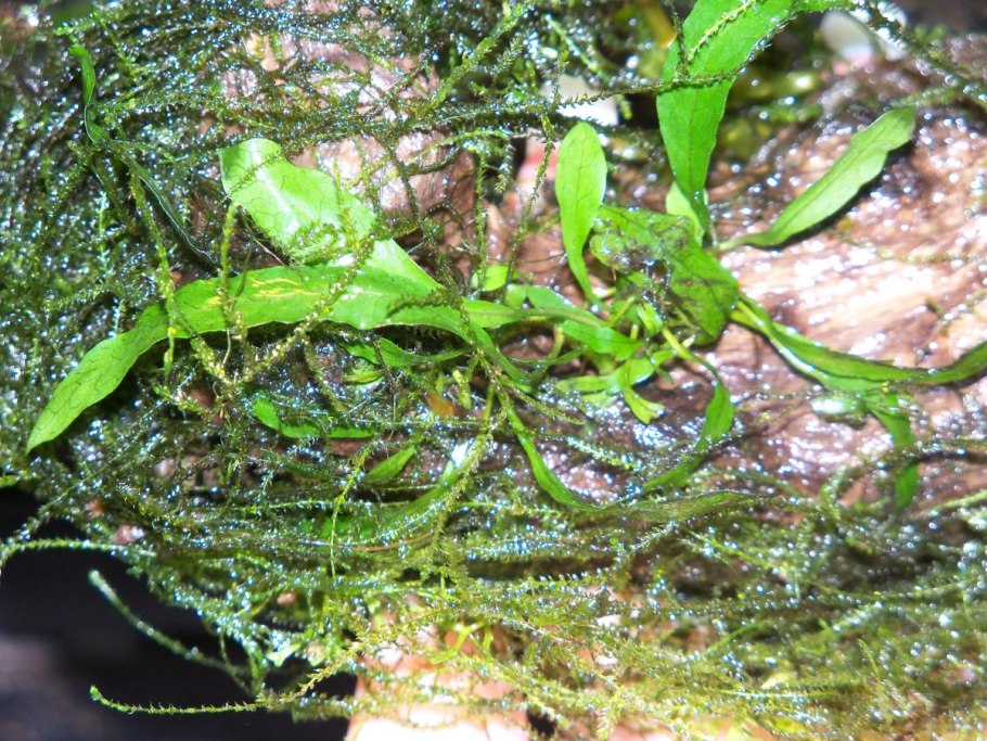 Тилландсия уснеевидная