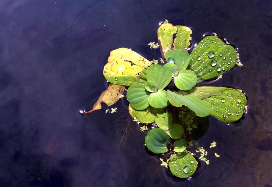 Ряска (Lemna)