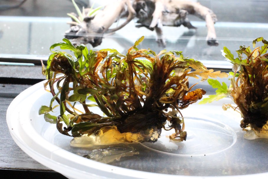 Ломбнинум пловующие растения