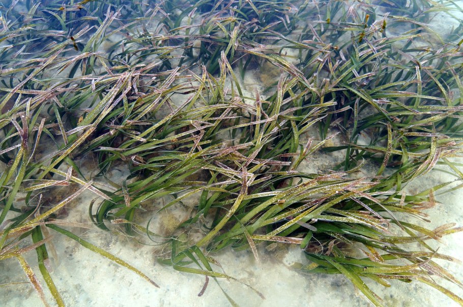 Тилландсия без земли