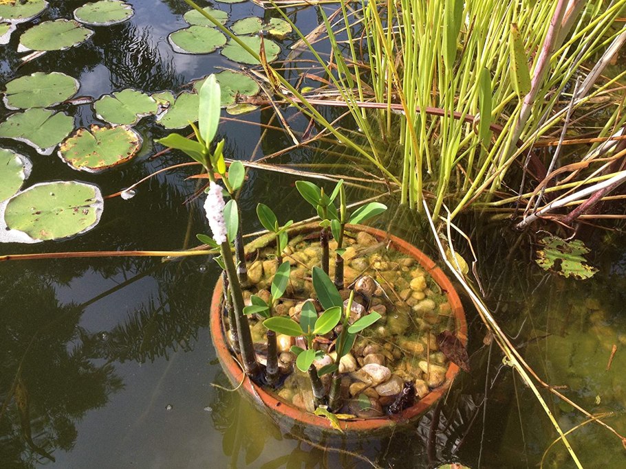 Лимнобиум губчатый (Limnobium Spongia)