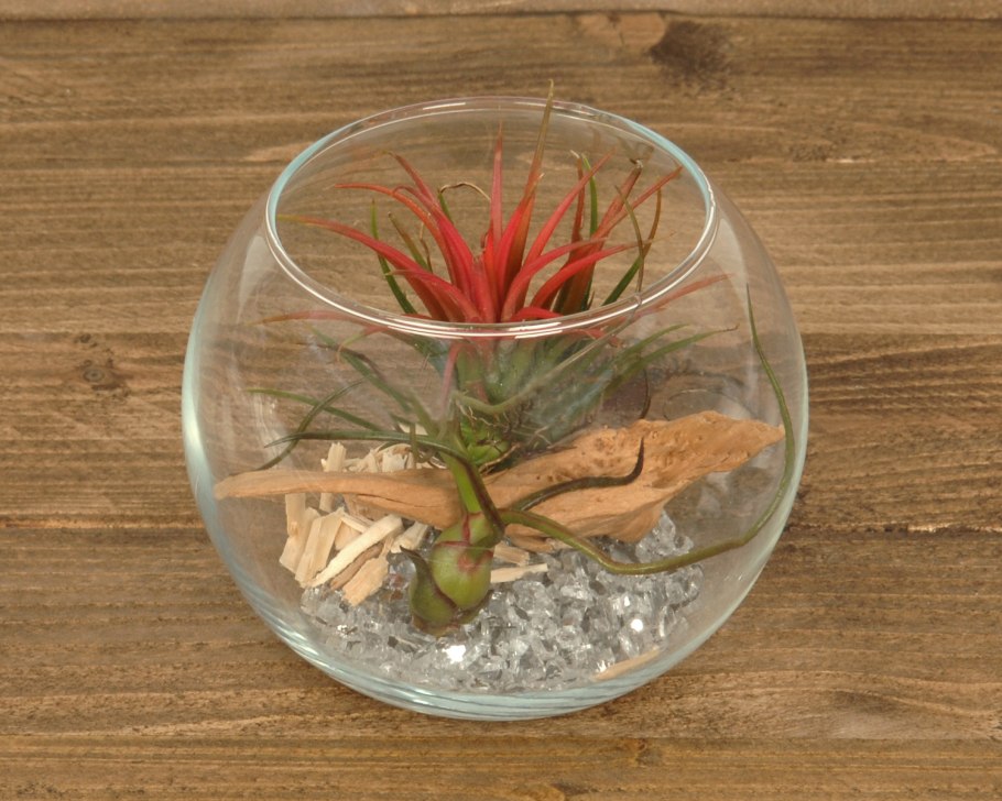 Эхинодорус нежный