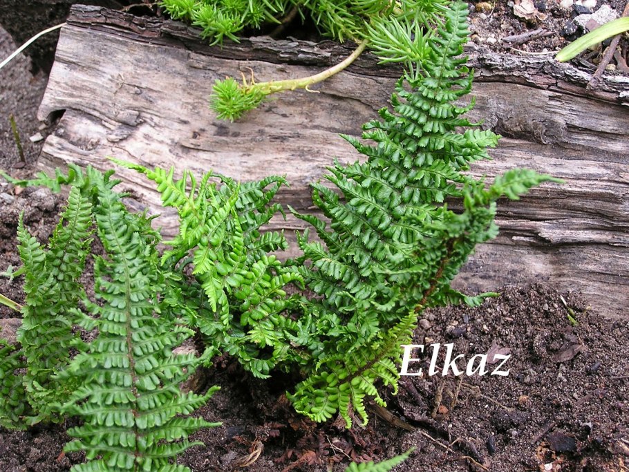 Щитовник распростёртый