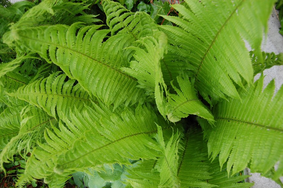 (Орляк обыкновенный (Pteridium aquilinum) расположение сорусов