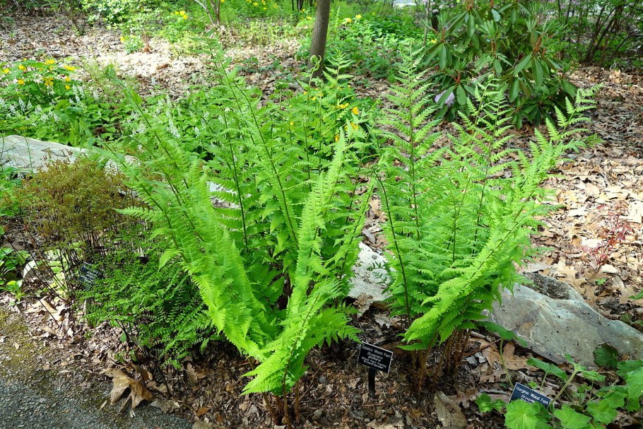 Щитовник родственный dryopteris affinis
