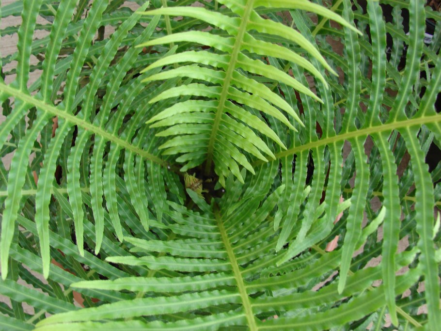 Папоротник Страусово перо