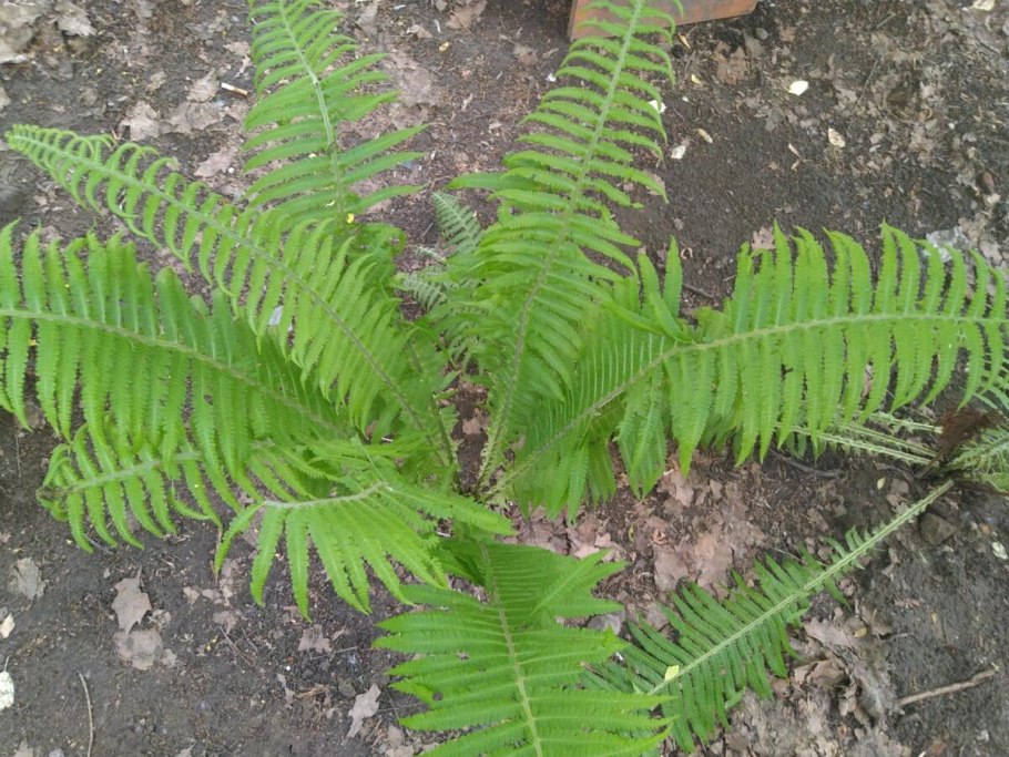 Папоротник орляк страусник Щитовник