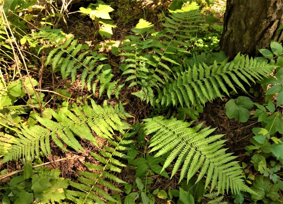 Папоротник Кристата Кинг