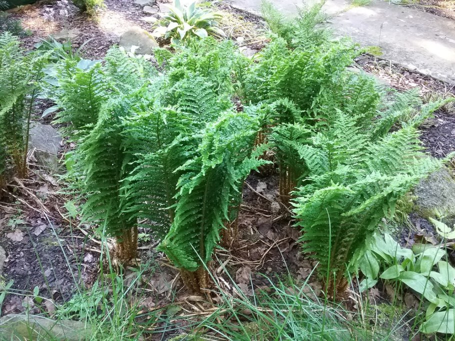 Dryopteris lepidopoda