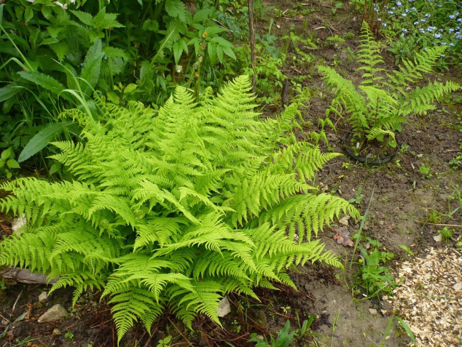 Dryopteris carthusiana