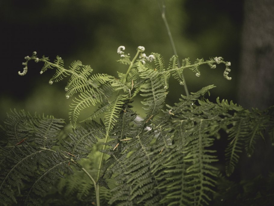 Папоротник dryopteris filix-mas Fieldy