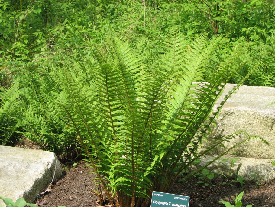 Папоротник Щитовник