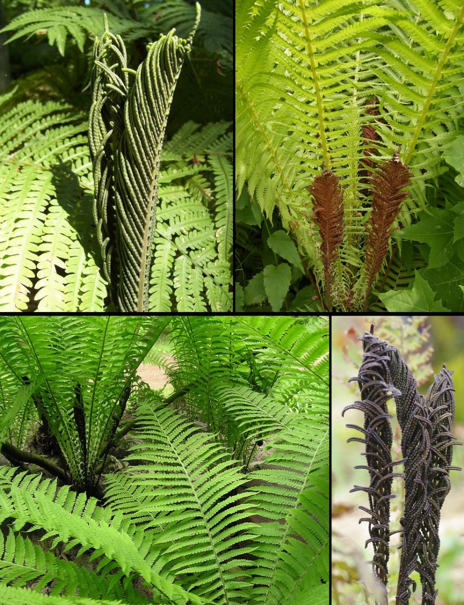 Папоротник страусник