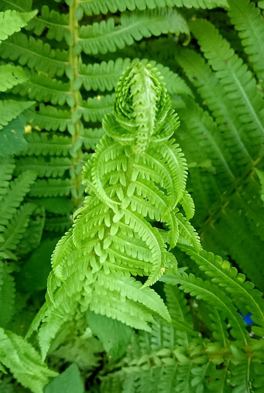 Папоротник декоративный садовый