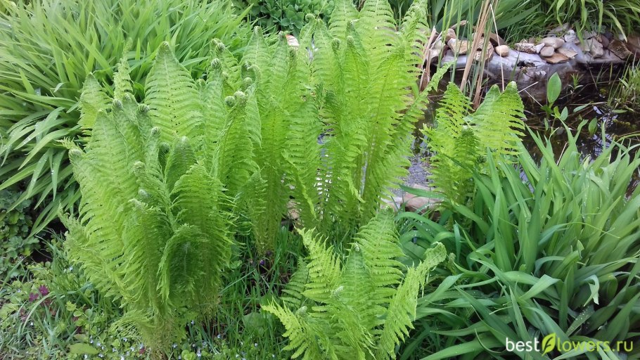 Щитовник распростёртый