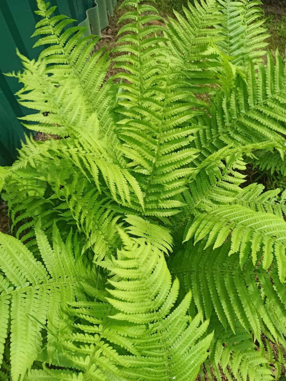 Орляк страусник