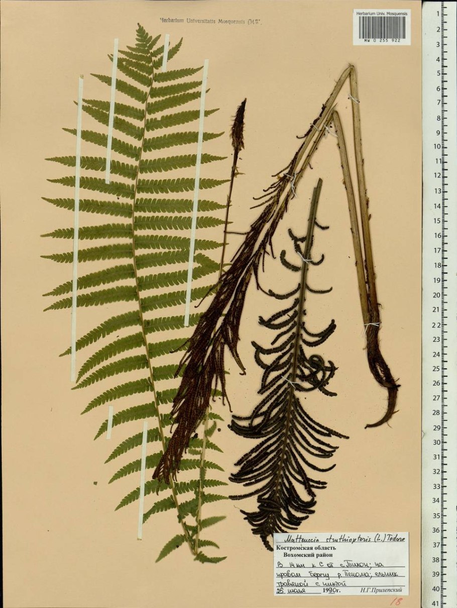 Страусник чернокоренный