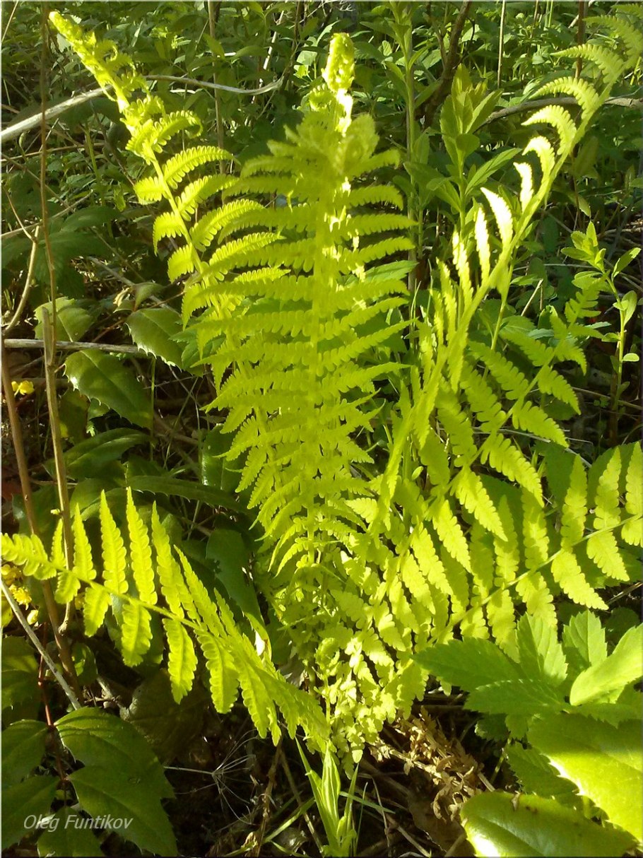 Папоротник страусник Matteuccia struthiopteris