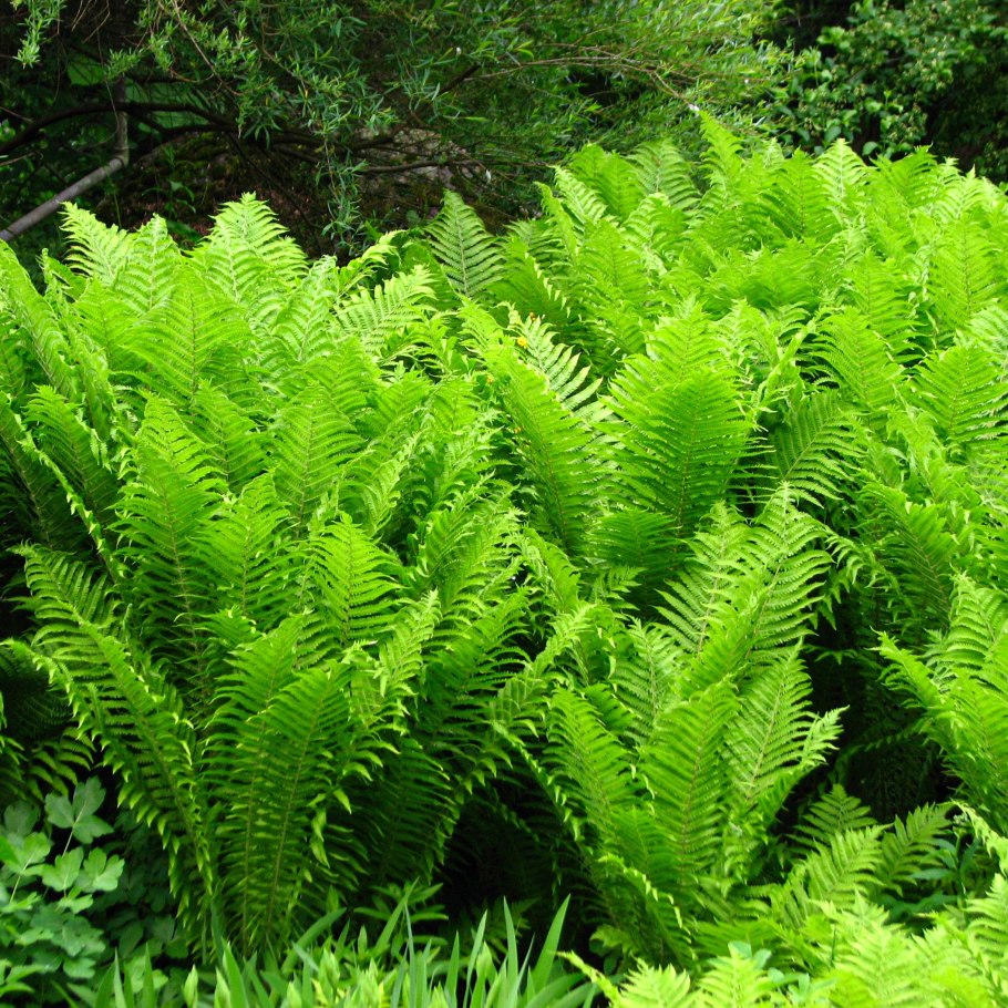 Папоротник страусник рисунок