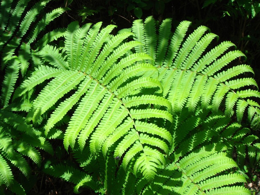 Страусник Восточный Matteuccia orientalis