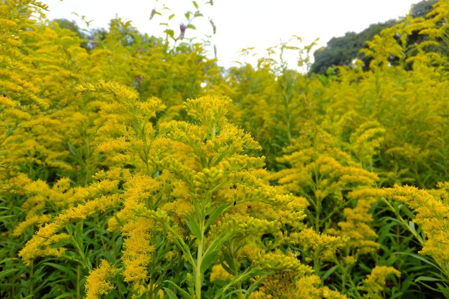Золотарник канадский (Solidago canadensis)