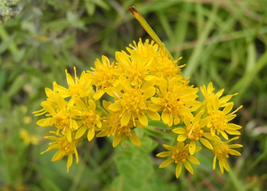 Золотарник обыкновенный (Solidago virgaurea