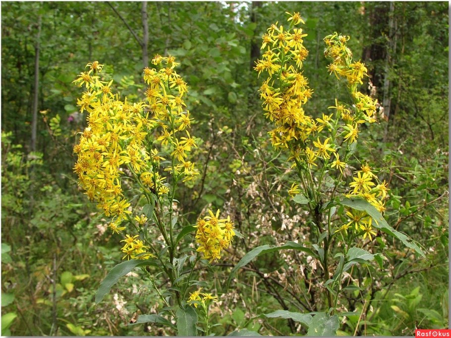 Золотарник обыкновенный