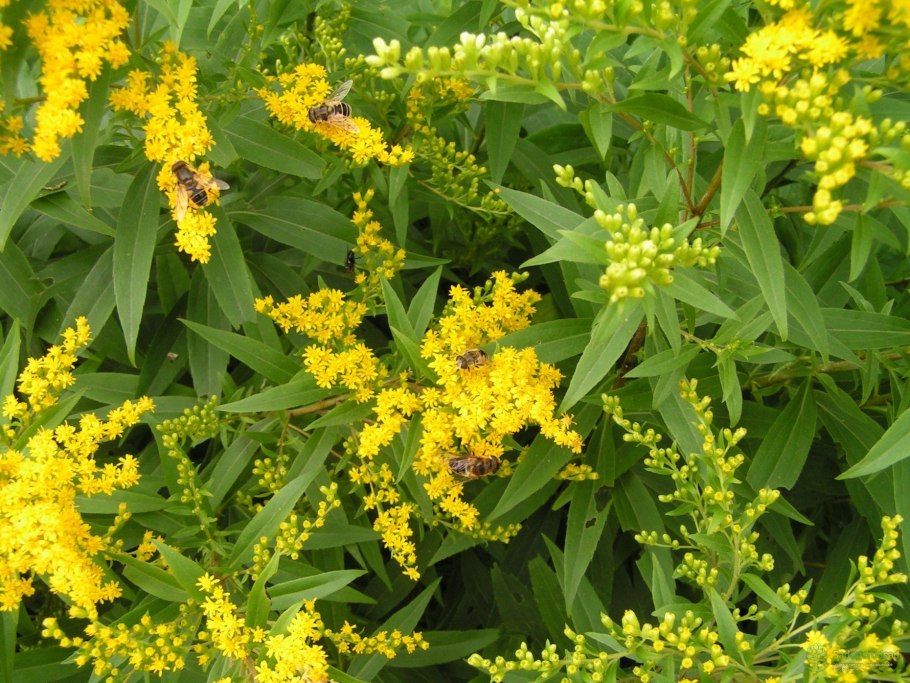 Алтайский заповедник растение золотарник