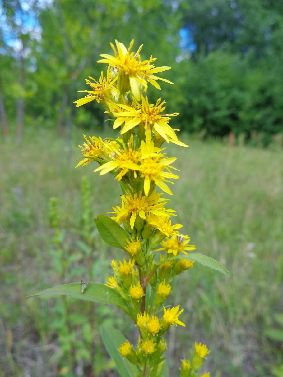 Золотарник Жозефина