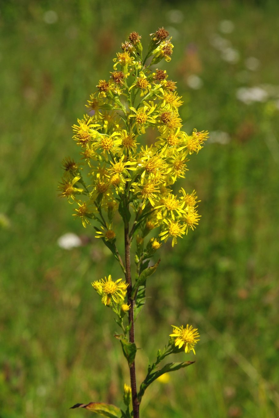 Золотарник обыкновенный (Solidago virgaurea