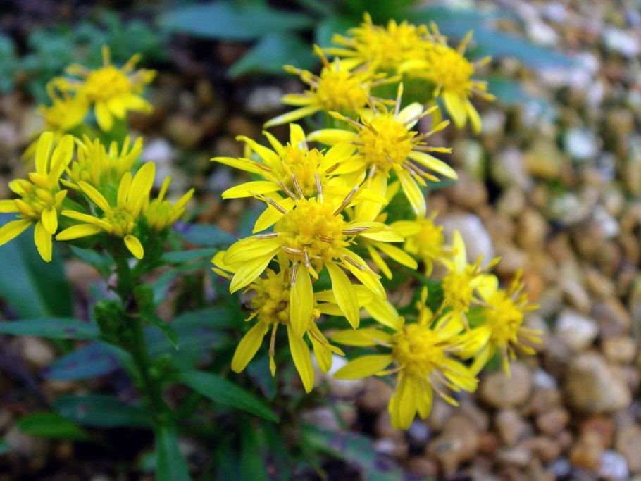 Золотарник обыкновенный (Solidago virgaurea