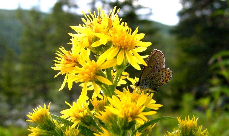 Золотарник солидаго
