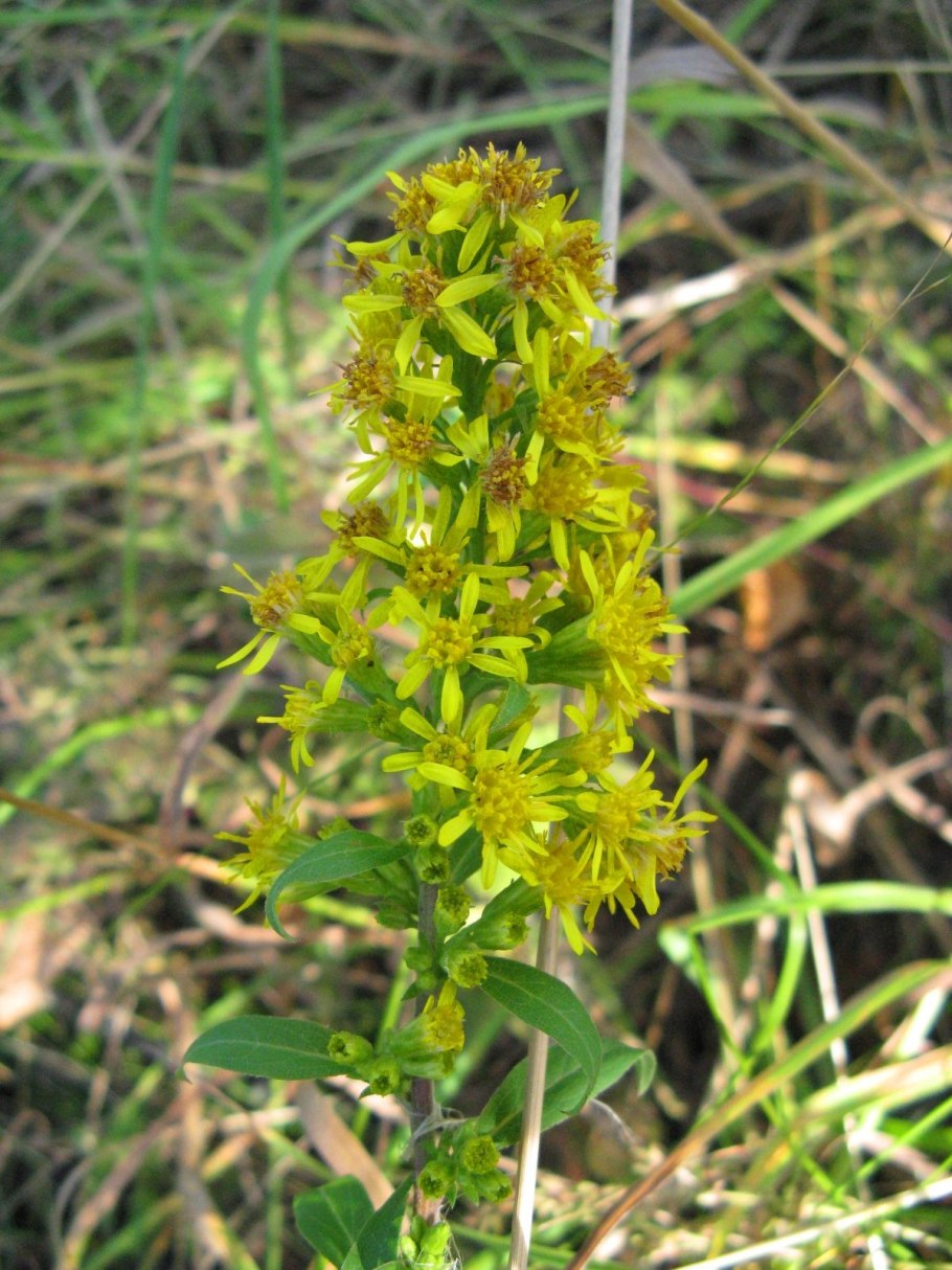Золотарник обыкновенный (Solidago virgaurea