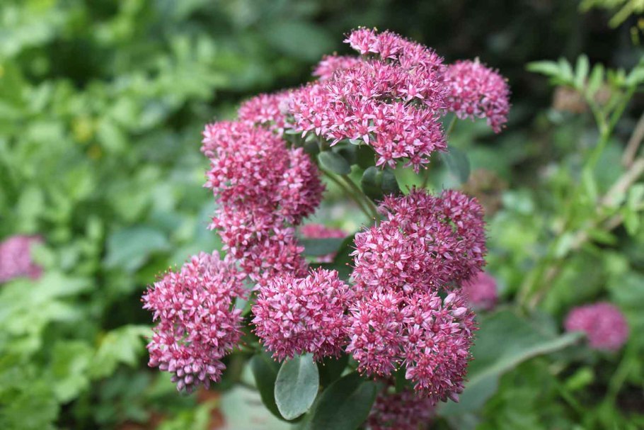 Очиток Султан