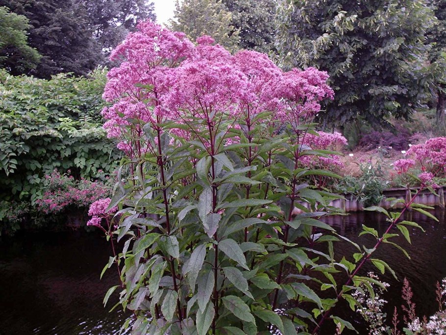 Посконник пятнистый (Eupatorium maculatum &#96;Atropurpureum&#96;)
