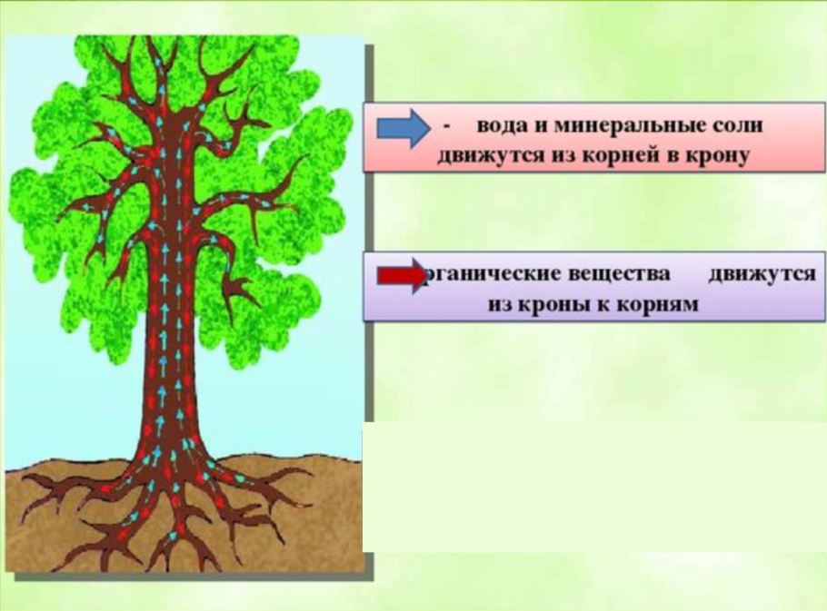 Вода и Минеральные соли передвигаются по