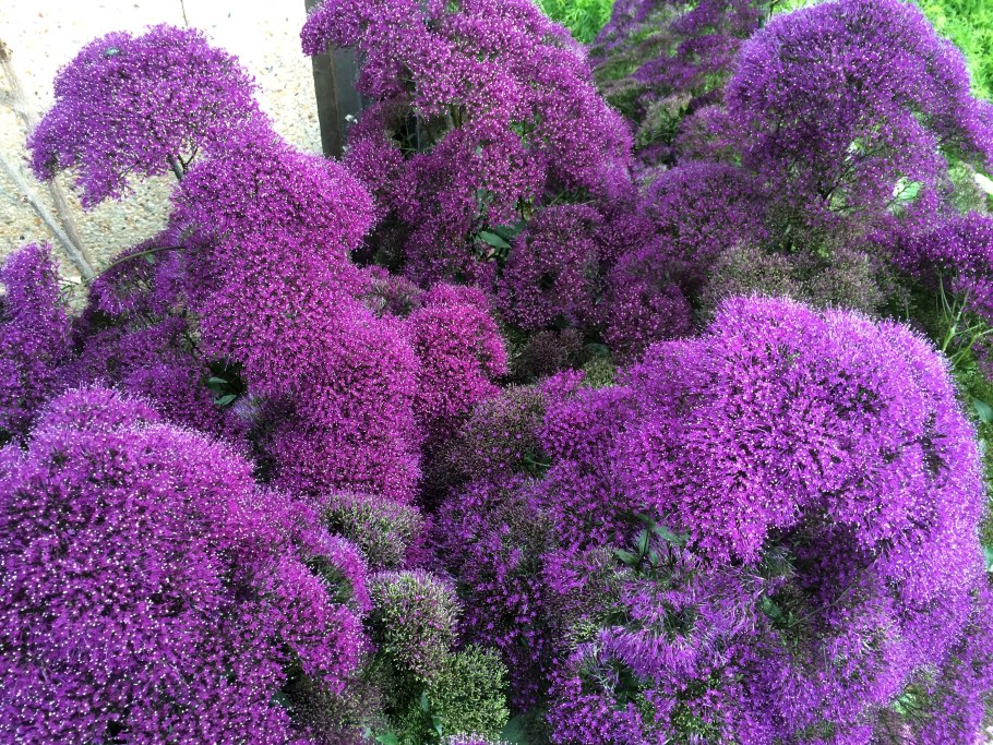 Цветы трахелиум