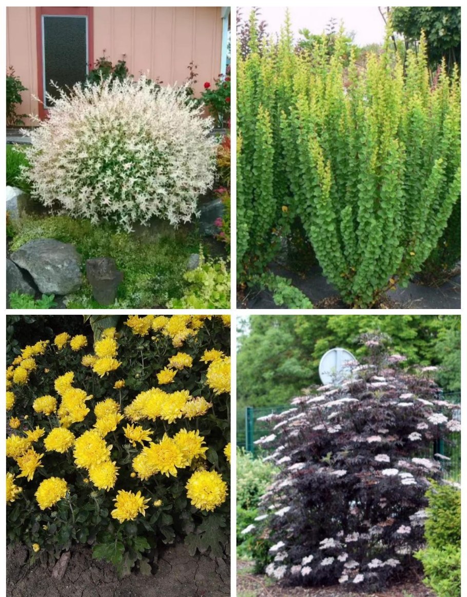 Многолетний куст Оливия