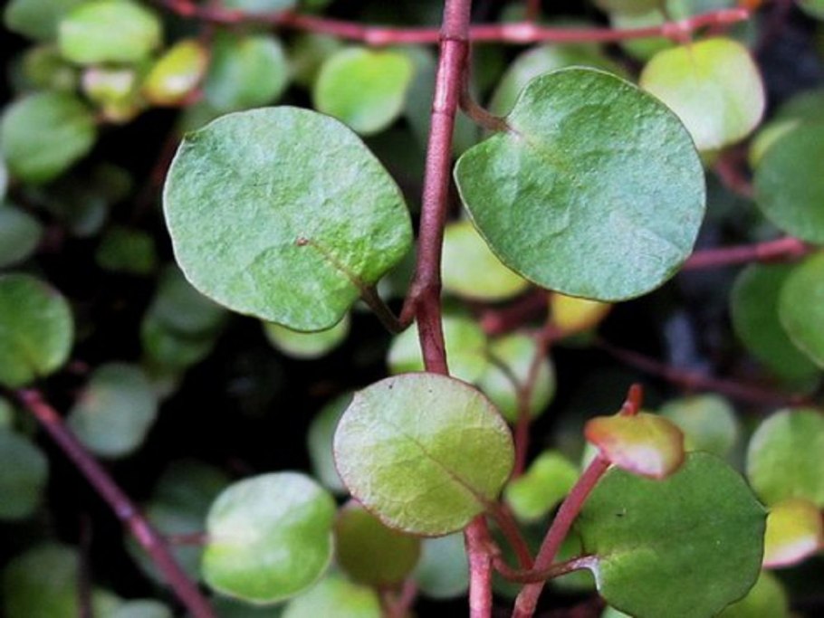 Растение с круглыми листьями на длинных черешках