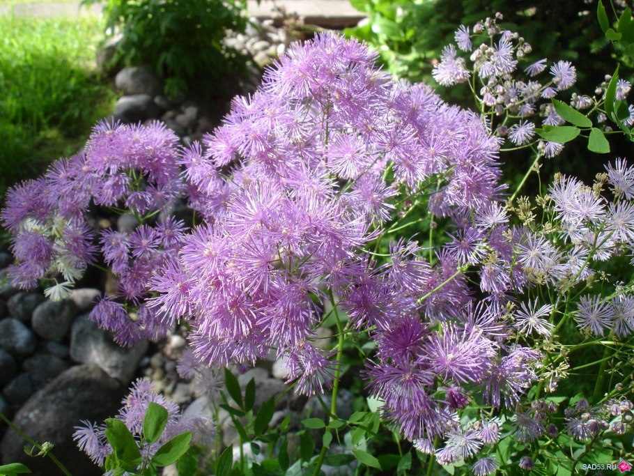 Василистник Блэк Стокингс